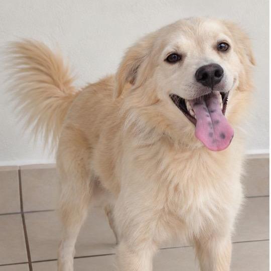 Enlarge Cotty, a Adoptable mixed breed in Lake Hopatcong, NJ image 1/1