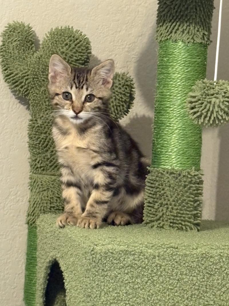 Enlarge Xavier, a Adoptable Domestic Short Hair in Kennewick, WA image 1/2