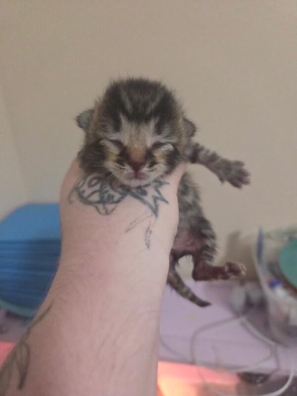 Enlarge Xavier, a Adoptable Domestic Short Hair in Kennewick, WA image 2/2