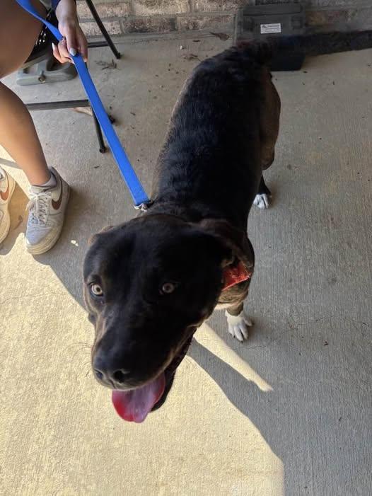 Enlarge Cole 2590, a Adoptable mixed breed in Winnsboro, TX image 3/5