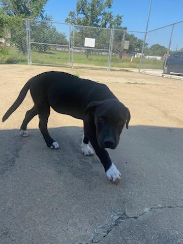 Cole 2590, Adoptable, Young Male Pit Bull Terrier & Labrador Retriever.