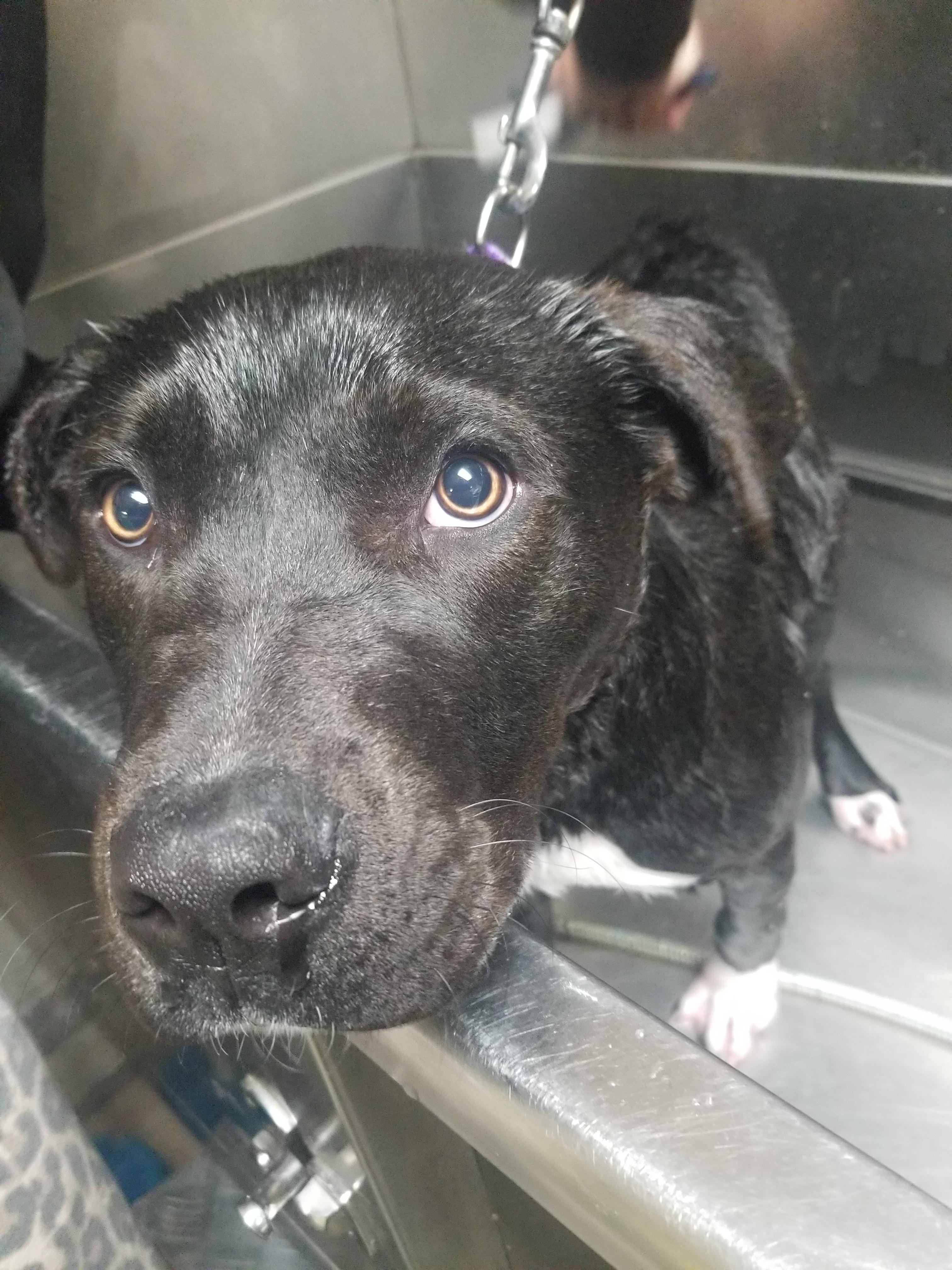 Enlarge Cole 2590, a Adoptable mixed breed in Winnsboro, TX image 5/5