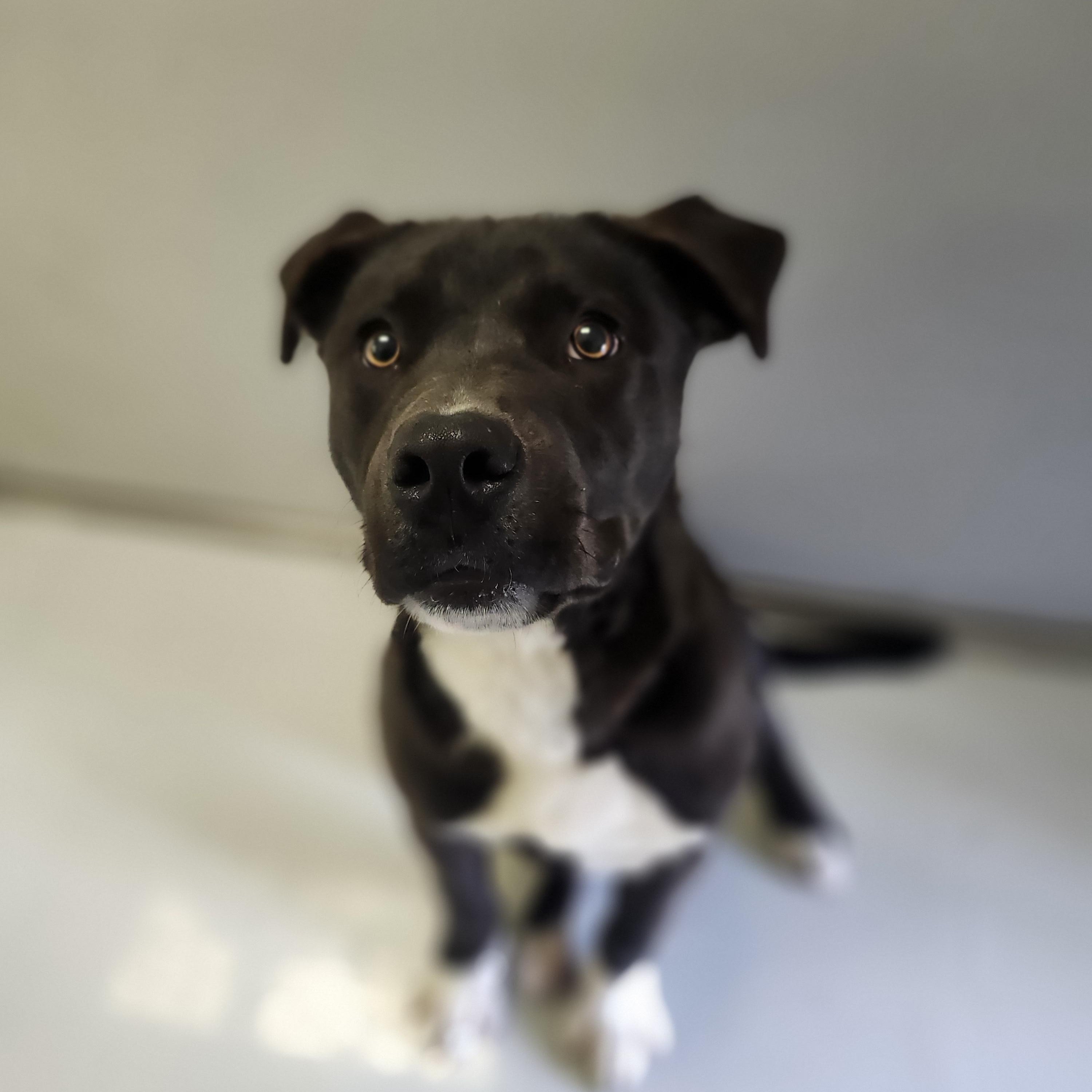 Enlarge Cole 2590, a Adoptable mixed breed in Winnsboro, TX image 1/5