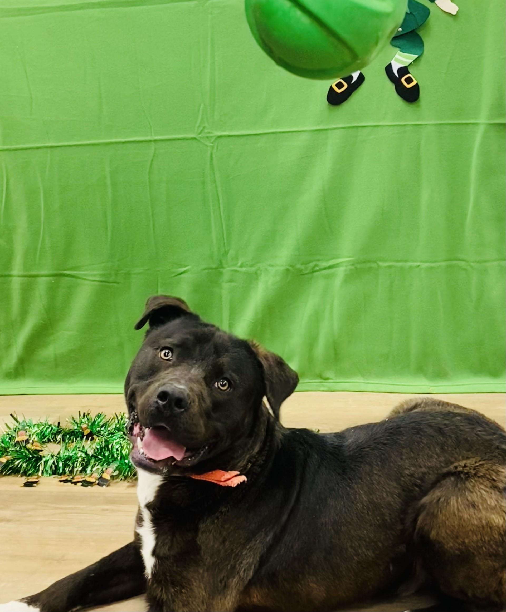 Enlarge Cole 2590, a Adoptable mixed breed in Winnsboro, TX image 2/5