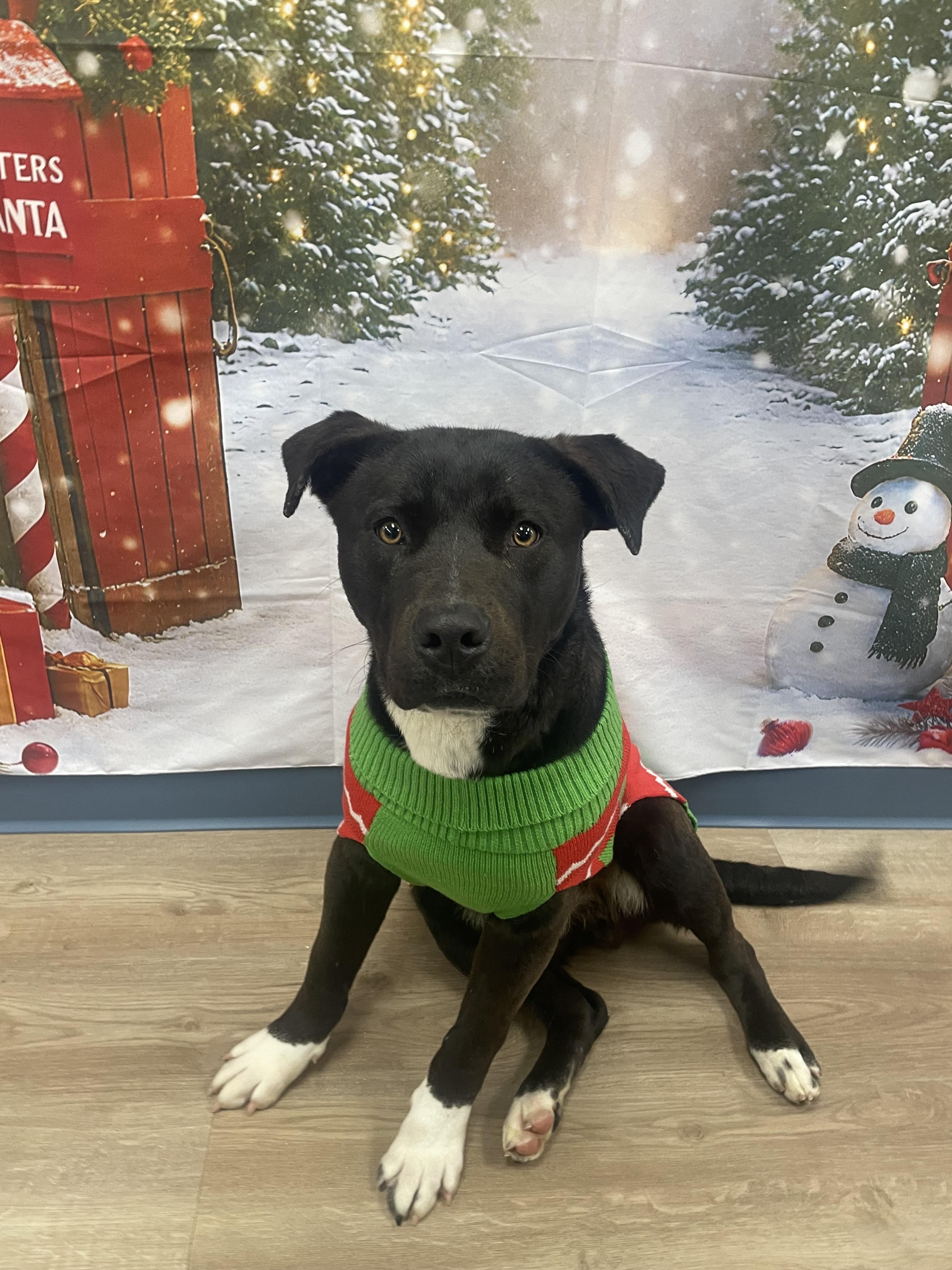 Enlarge Cole 2590, a Adoptable mixed breed in Winnsboro, TX image 4/5