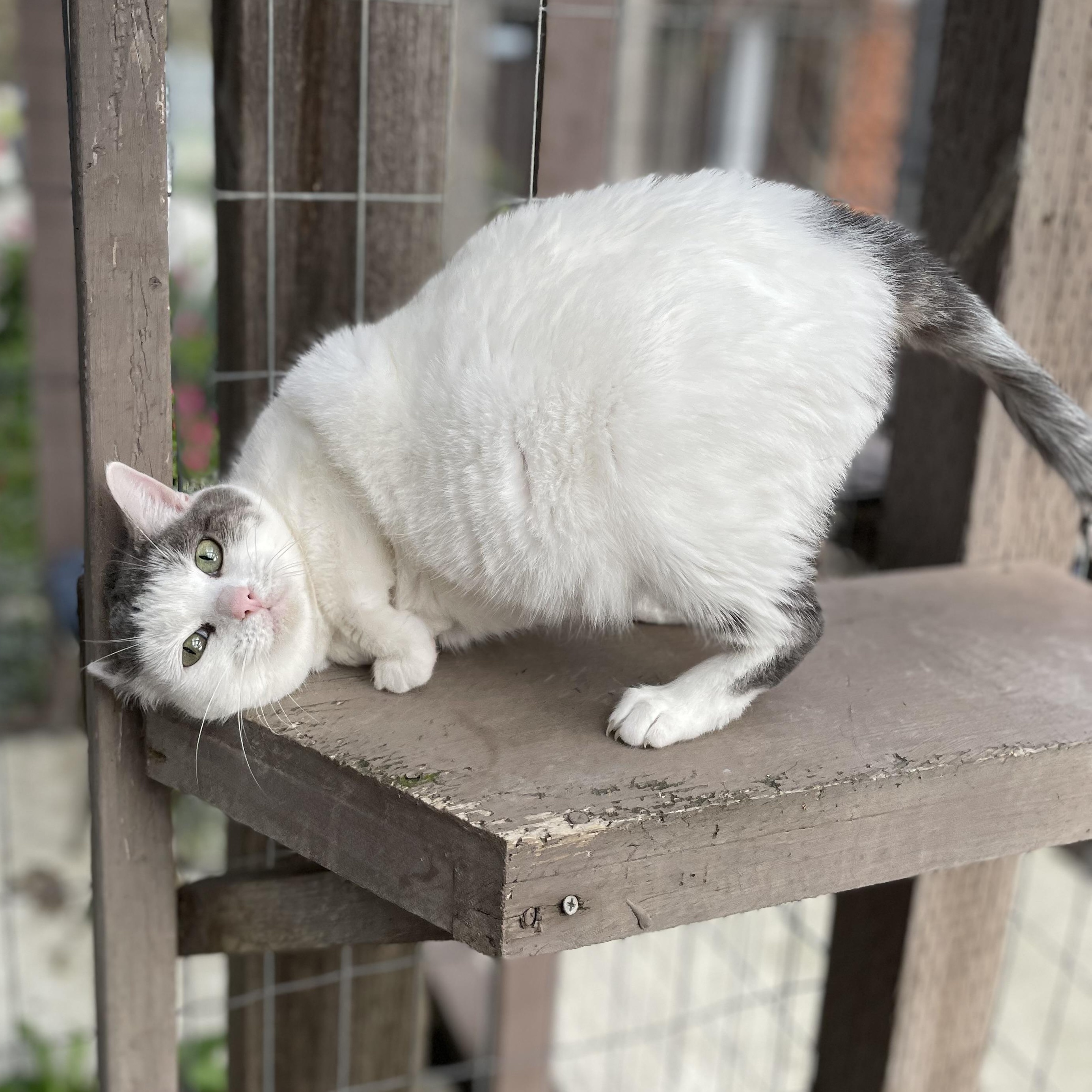 Enlarge April, a Adoptable Domestic Short Hair in Hollister, CA image 1/6