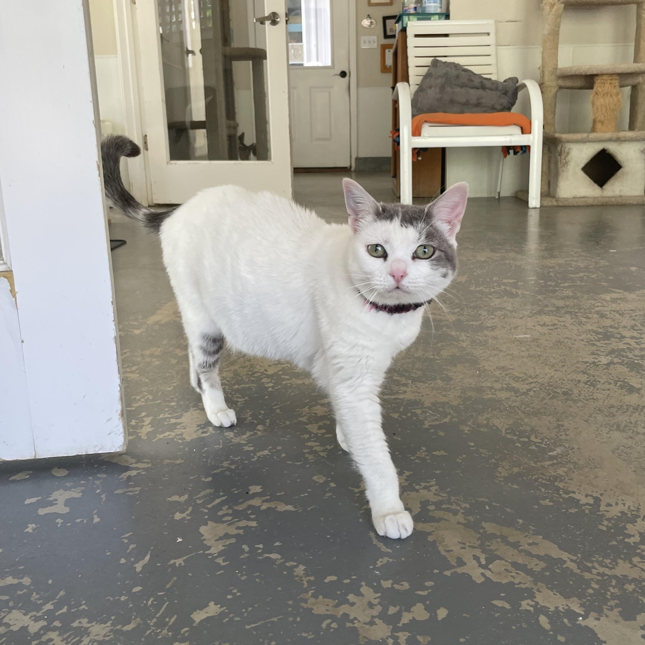 Enlarge April, a Adoptable Domestic Short Hair in Hollister, CA image 2/6