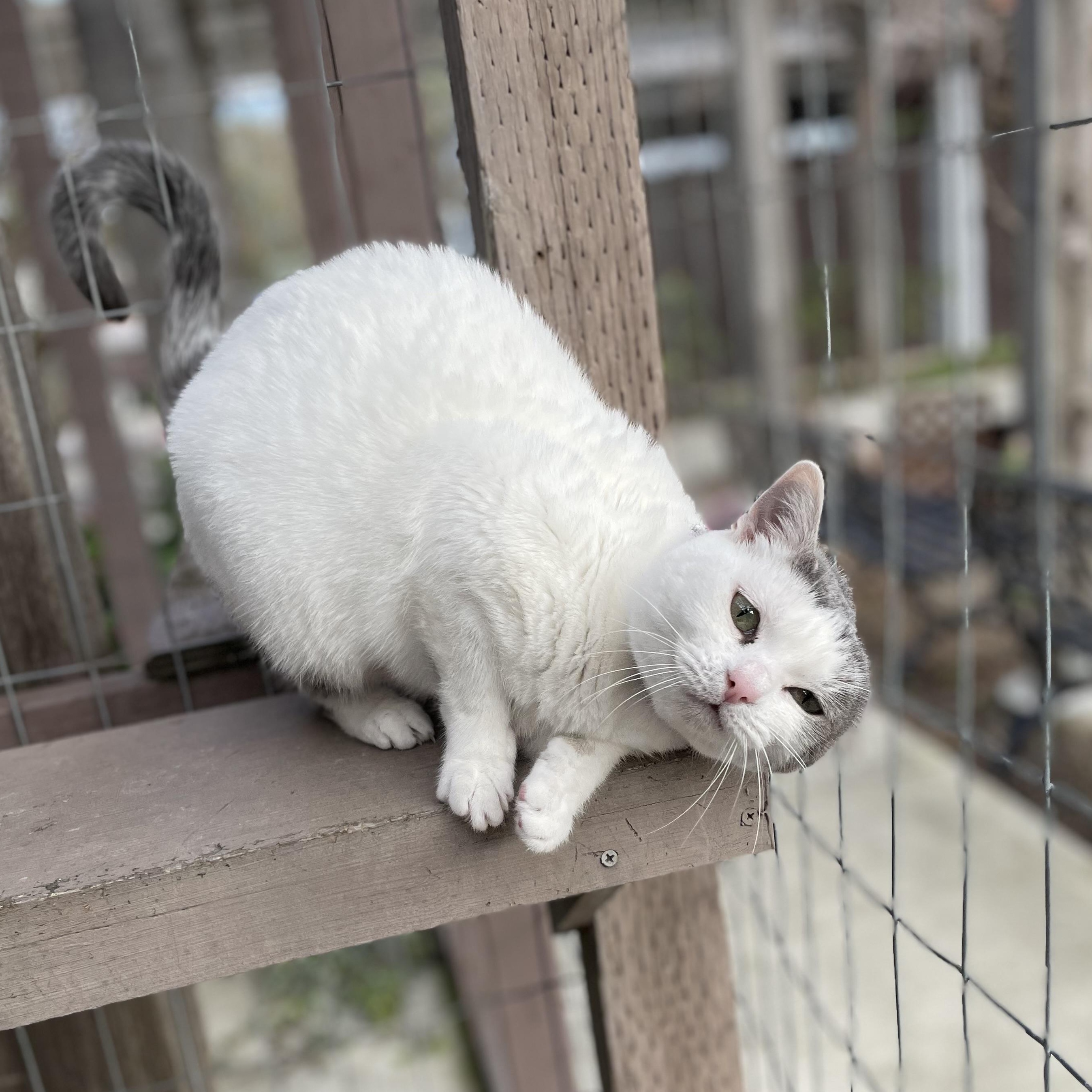 Enlarge April, a Adoptable Domestic Short Hair in Hollister, CA image 3/6