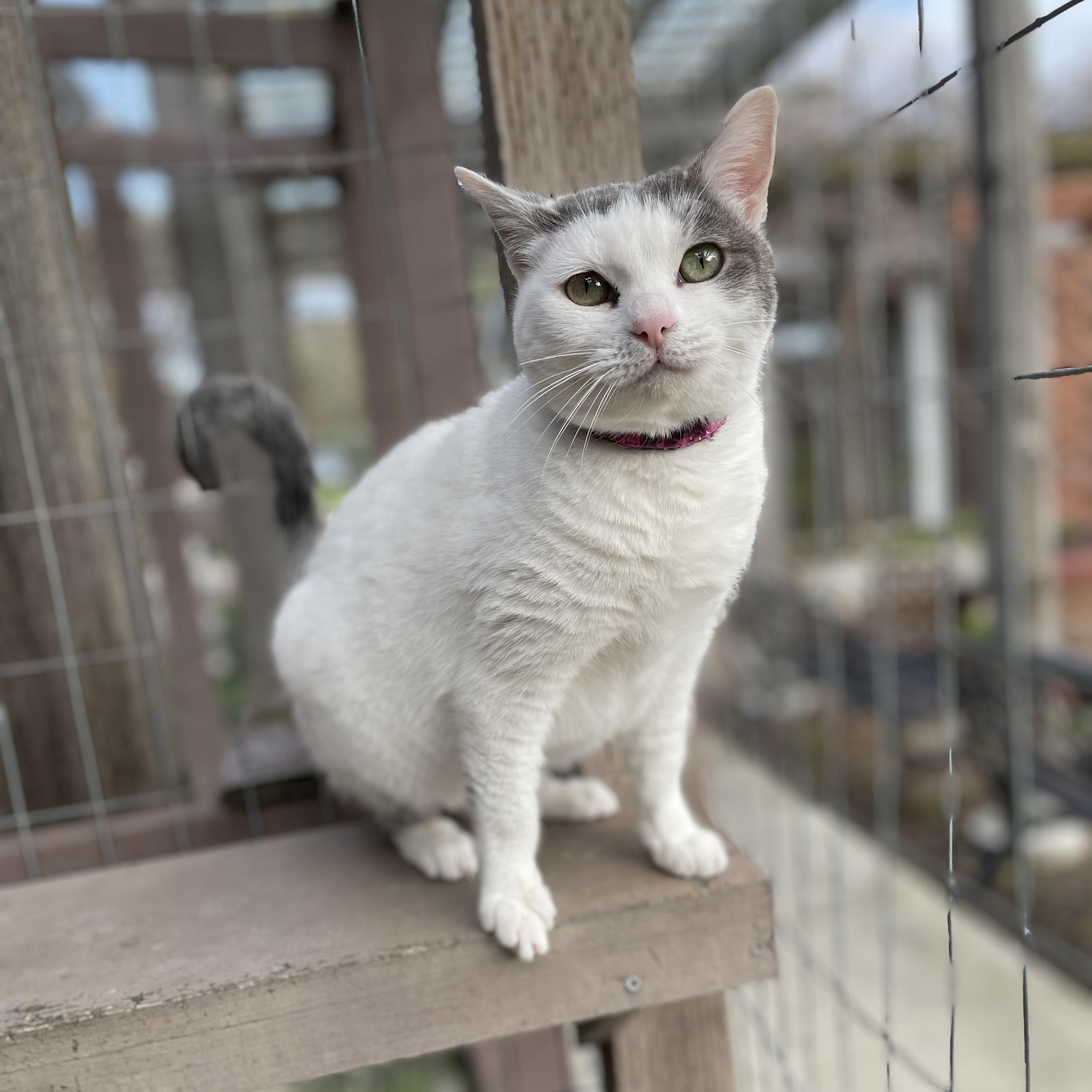 Enlarge April, a Adoptable Domestic Short Hair in Hollister, CA image 4/6