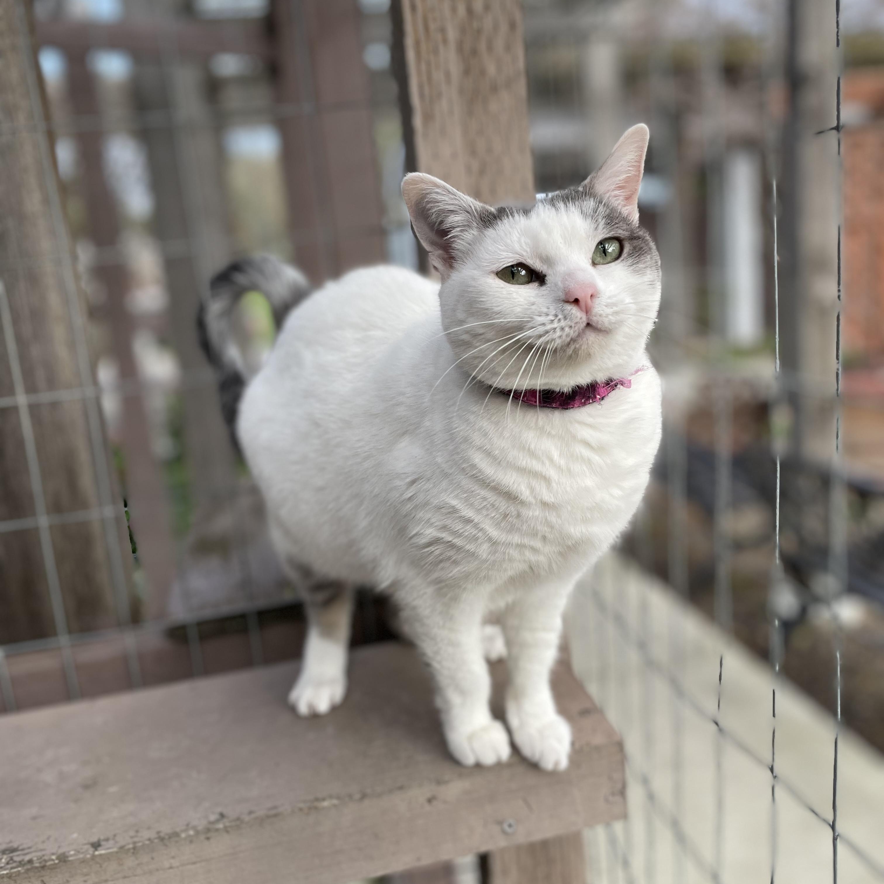 Enlarge April, a Adoptable Domestic Short Hair in Hollister, CA image 5/6