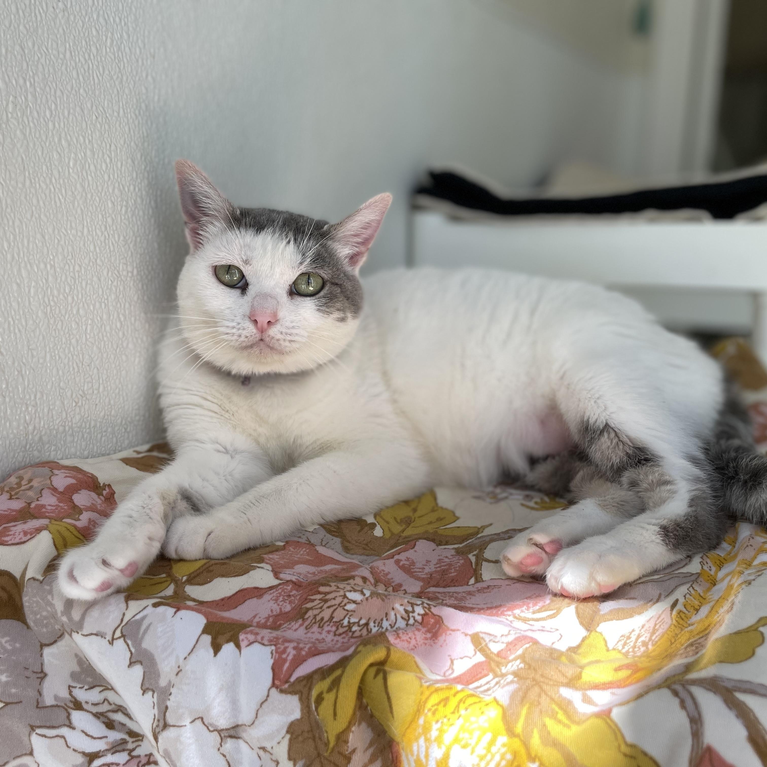 Enlarge April, a Adoptable Domestic Short Hair in Hollister, CA image 6/6