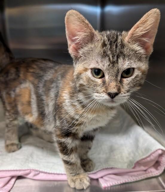 Peanut A218295, an adopted Torbie in Plano, TX image 3/3