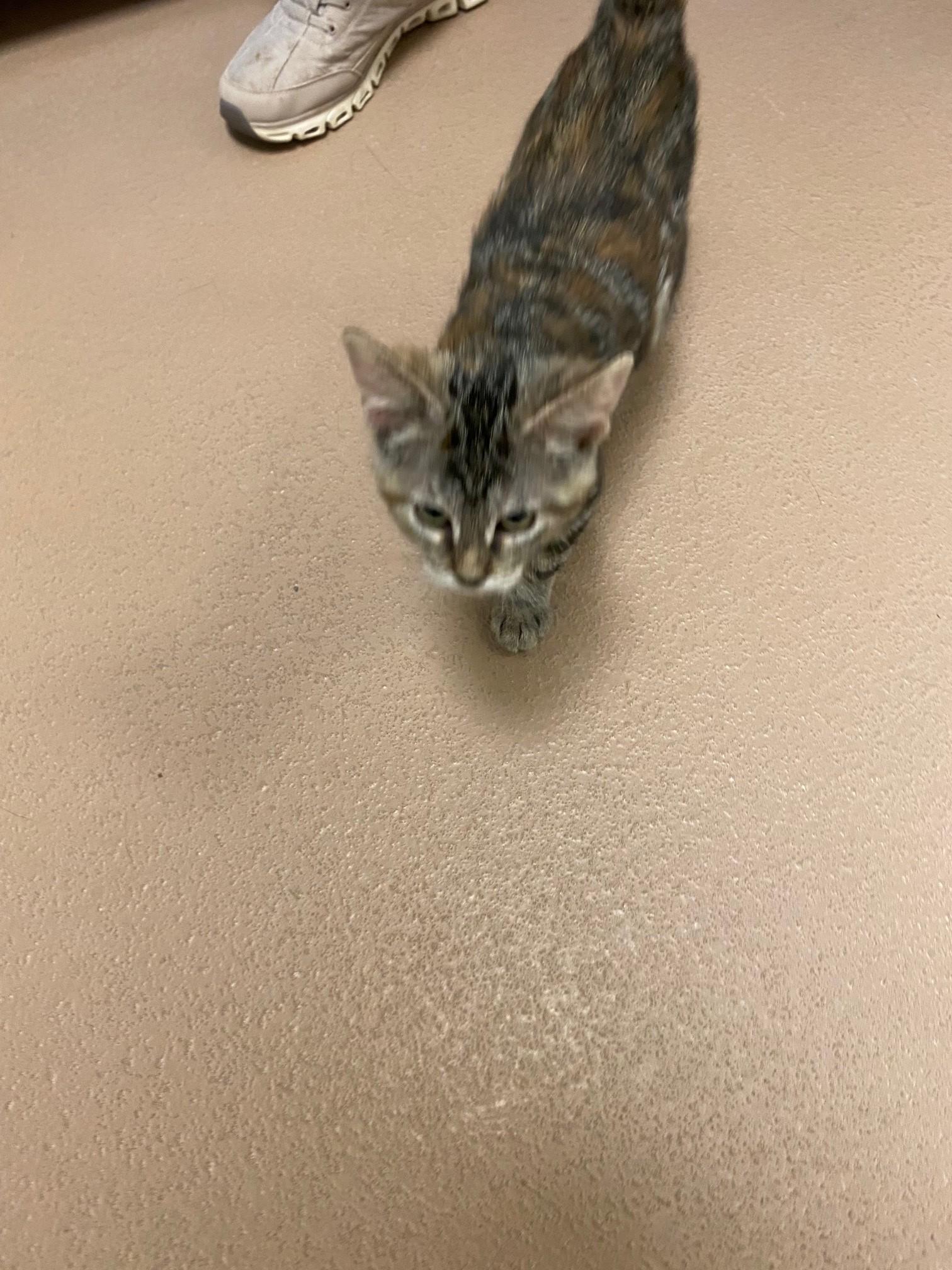 Peanut A218295, an adopted Torbie in Plano, TX image 2/3