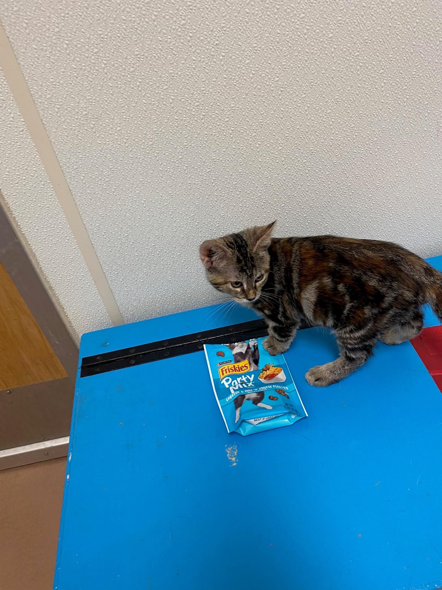 Peanut A218295, adopted, Kitten Female Torbie.