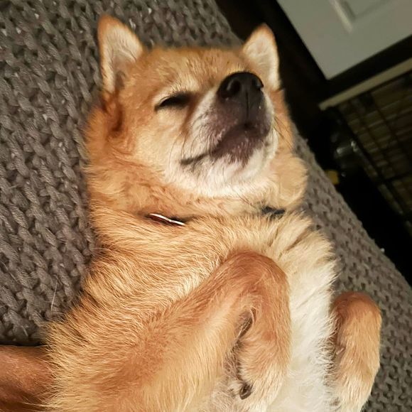 Toby photo 4