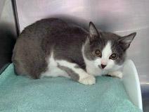 Whiskers (in foster)