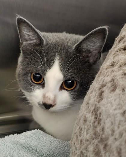 Whiskers (in foster) — thumbnail 2