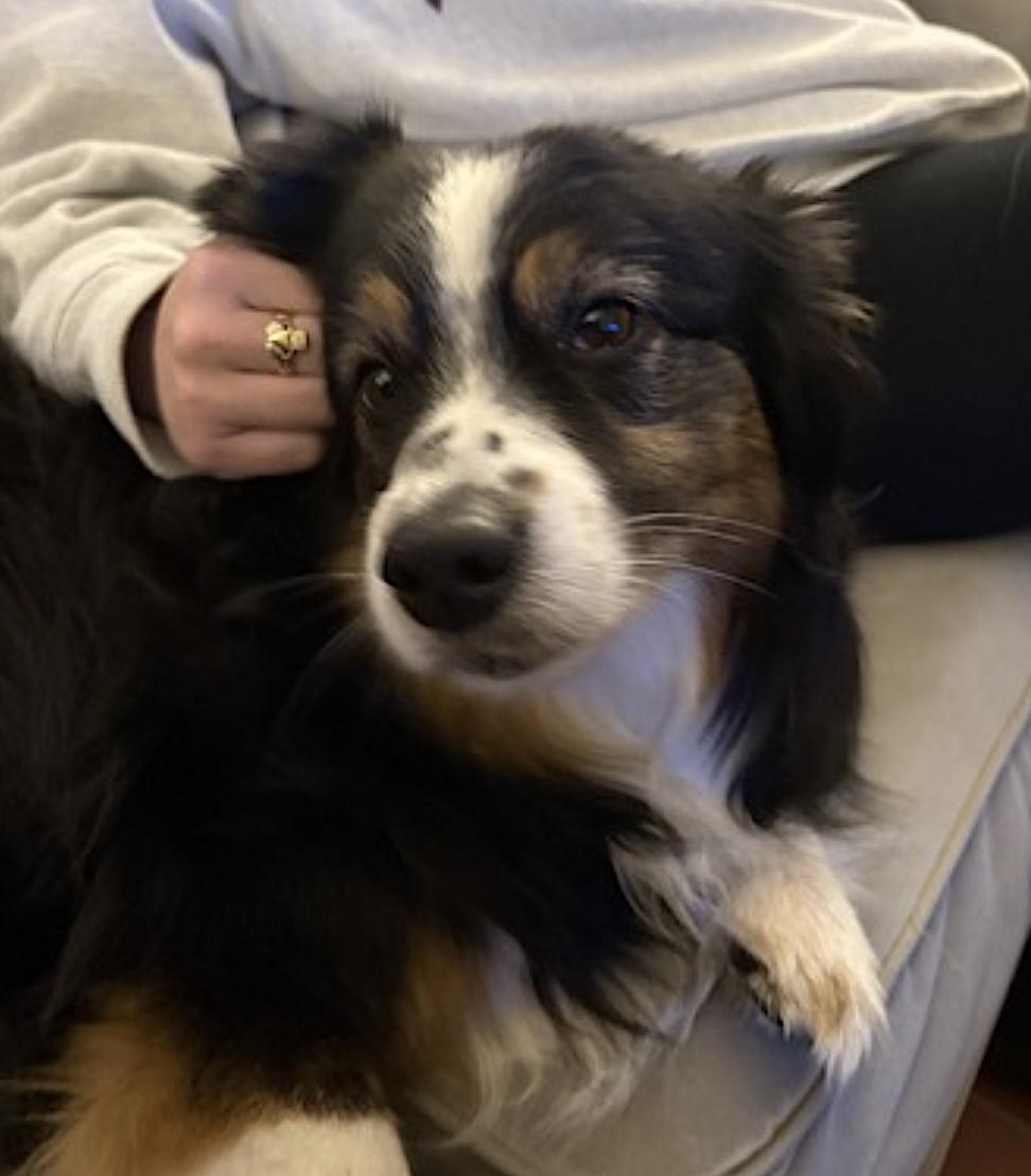 Enlarge Poppy, an adopted Australian Shepherd in Arlington, VA image 5/6