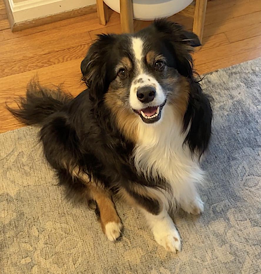 Enlarge Poppy, an adopted Australian Shepherd in Arlington, VA image 2/6