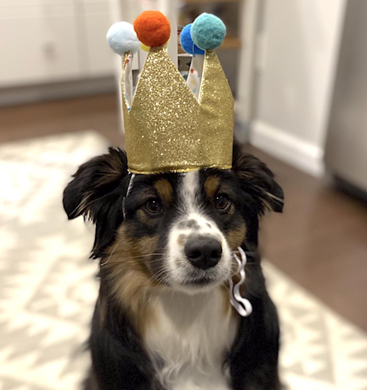 Enlarge Poppy, an adopted Australian Shepherd in Arlington, VA image 3/6