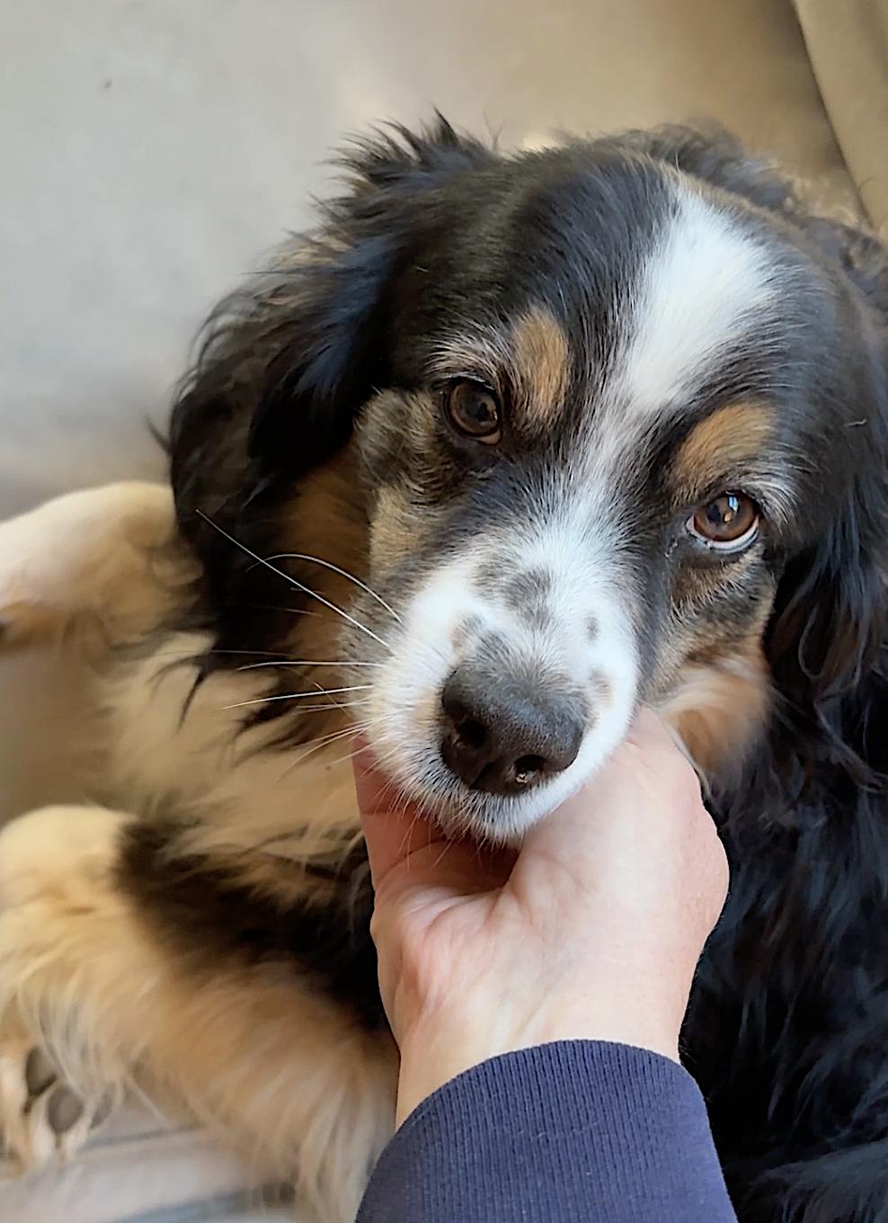 Enlarge Poppy, an adopted Australian Shepherd in Arlington, VA image 4/6