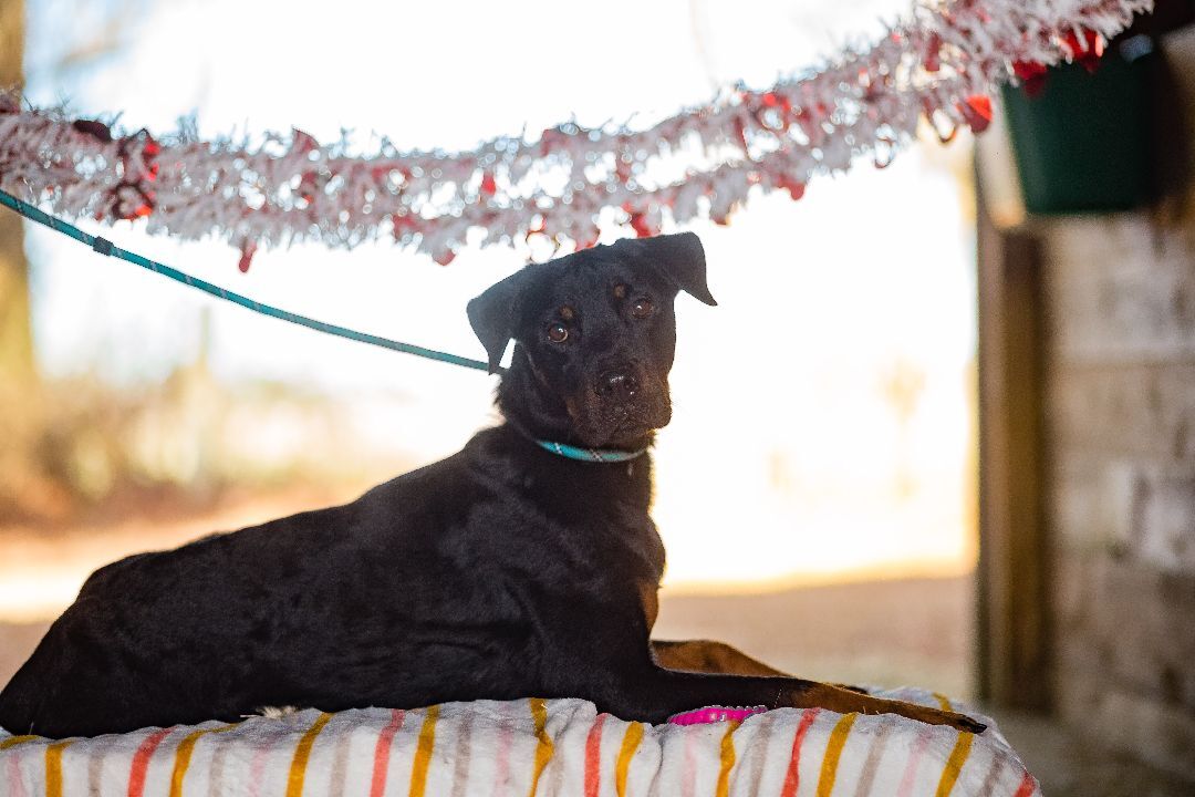 Enlarge Bubba, a Adoptable Rottweiler in Wilmington, NC image 5/6