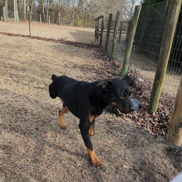 Enlarge Bubba, a Adoptable Rottweiler in Wilmington, NC image 6/6