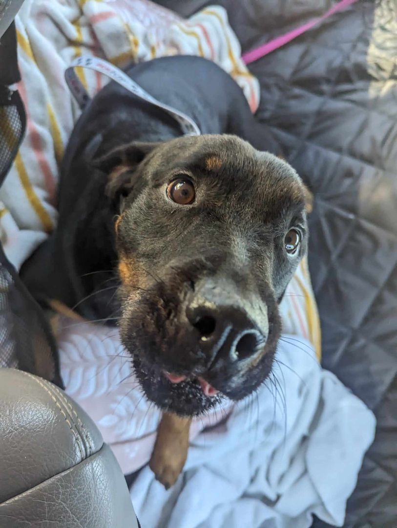 Enlarge Bubba, a Adoptable Rottweiler in Wilmington, NC image 3/6