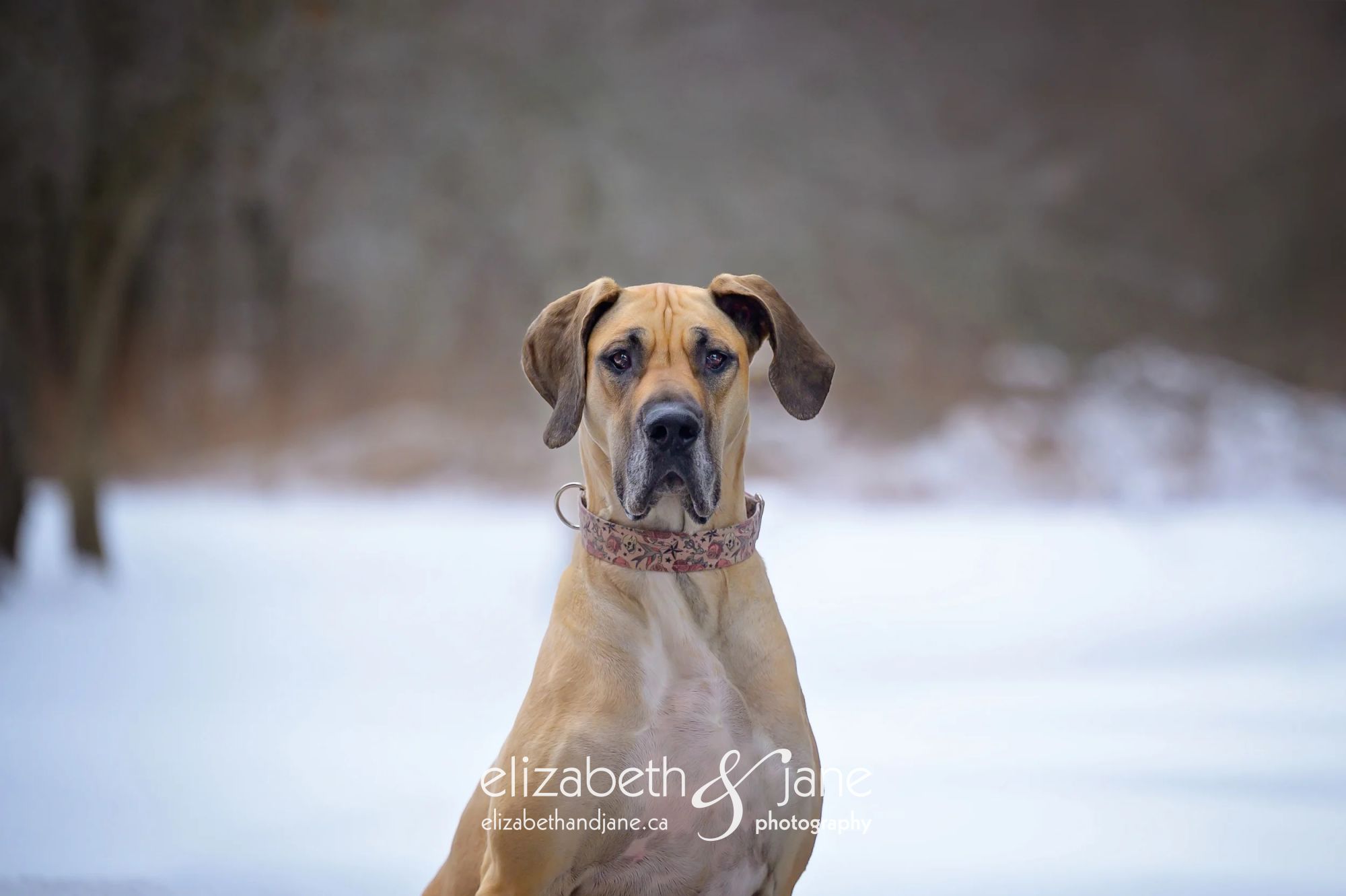 Enlarge BHRR's Leah, a Adopted Great Dane in Oxford Mills, ON image 1/5