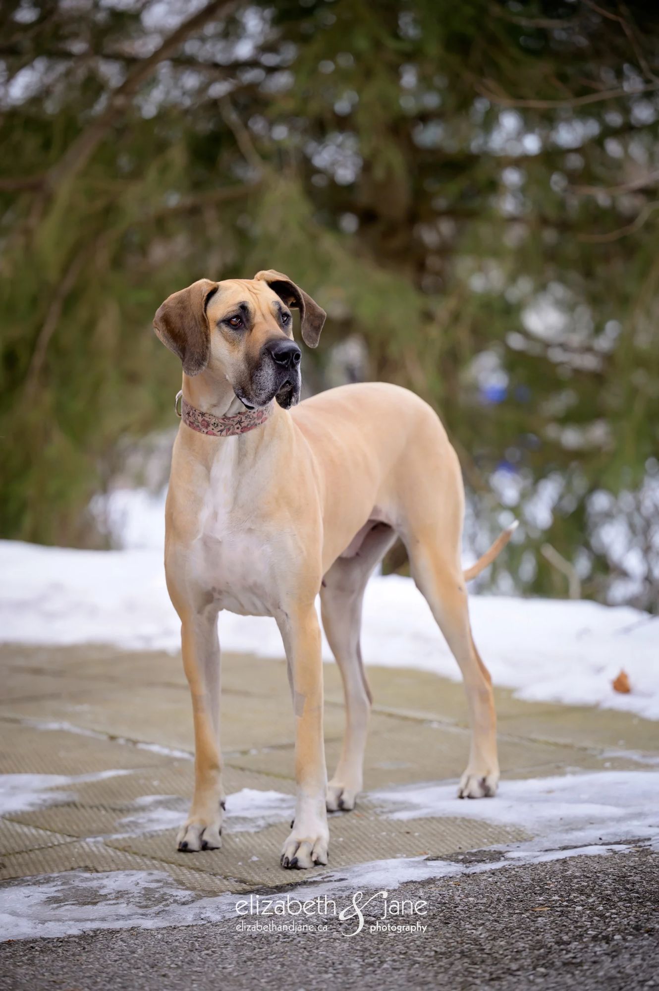 Enlarge BHRR's Leah, a Adopted Great Dane in Oxford Mills, ON image 2/5