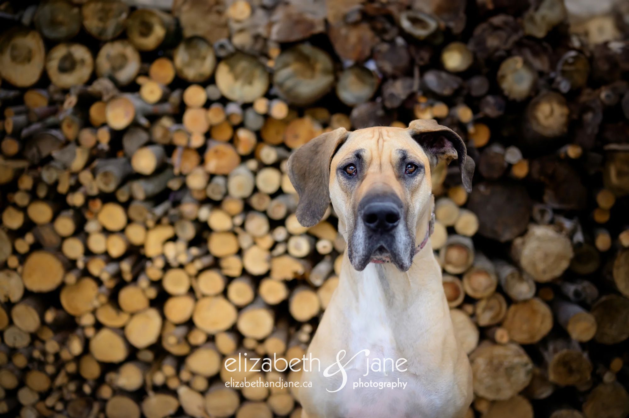 Enlarge BHRR's Leah, a Adopted Great Dane in Oxford Mills, ON image 4/5