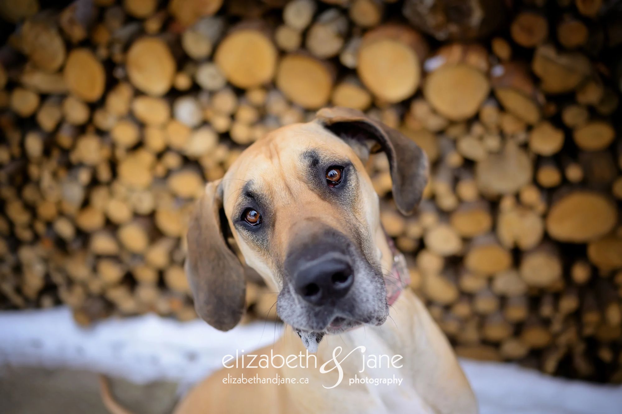 Enlarge BHRR's Leah, a Adopted Great Dane in Oxford Mills, ON image 5/5