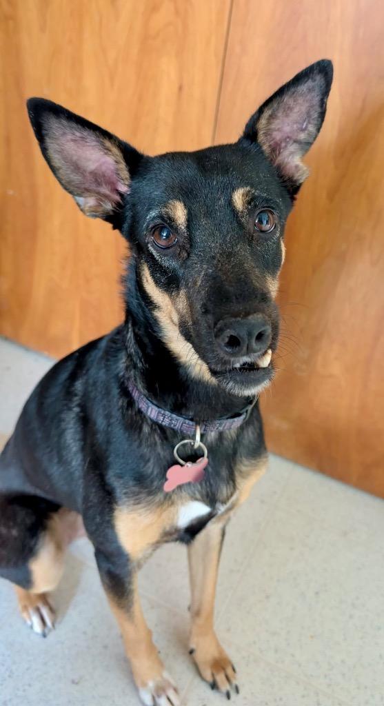 Alma (Lola), a Adoptable mixed breed in Calgary, AB image 1/6