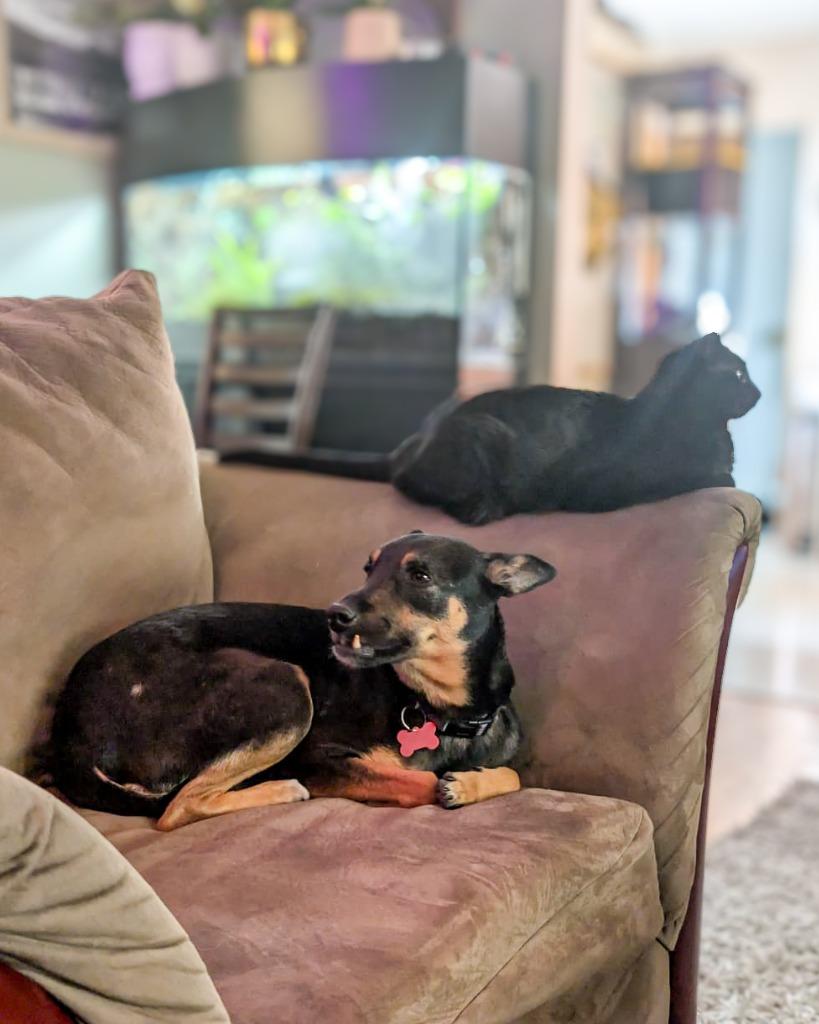 Alma (Lola), a Adoptable mixed breed in Calgary, AB image 2/6