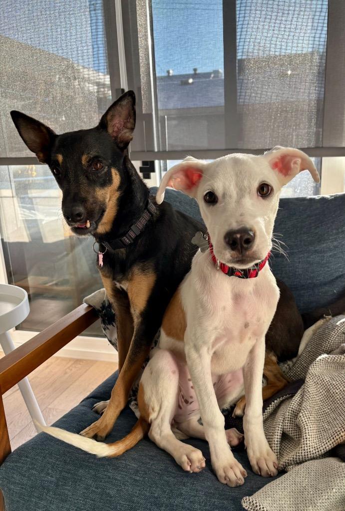 Alma (Lola), a Adoptable mixed breed in Calgary, AB image 3/6