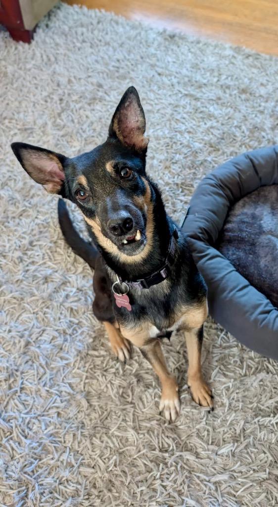Alma (Lola), a Adoptable mixed breed in Calgary, AB image 4/6