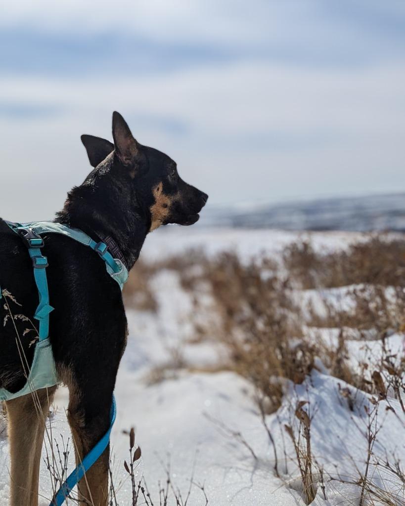 Alma (Lola), a Adoptable mixed breed in Calgary, AB image 5/6