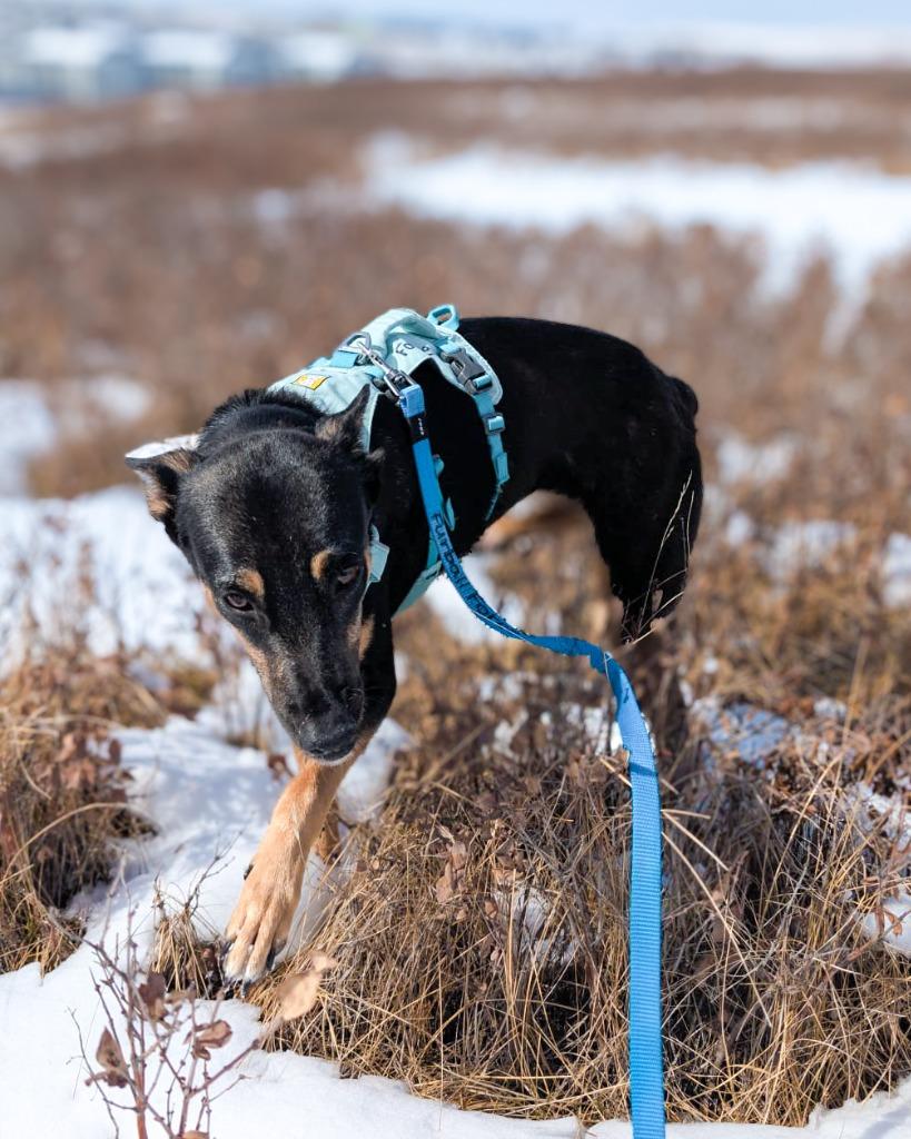 Alma (Lola), a Adoptable mixed breed in Calgary, AB image 6/6