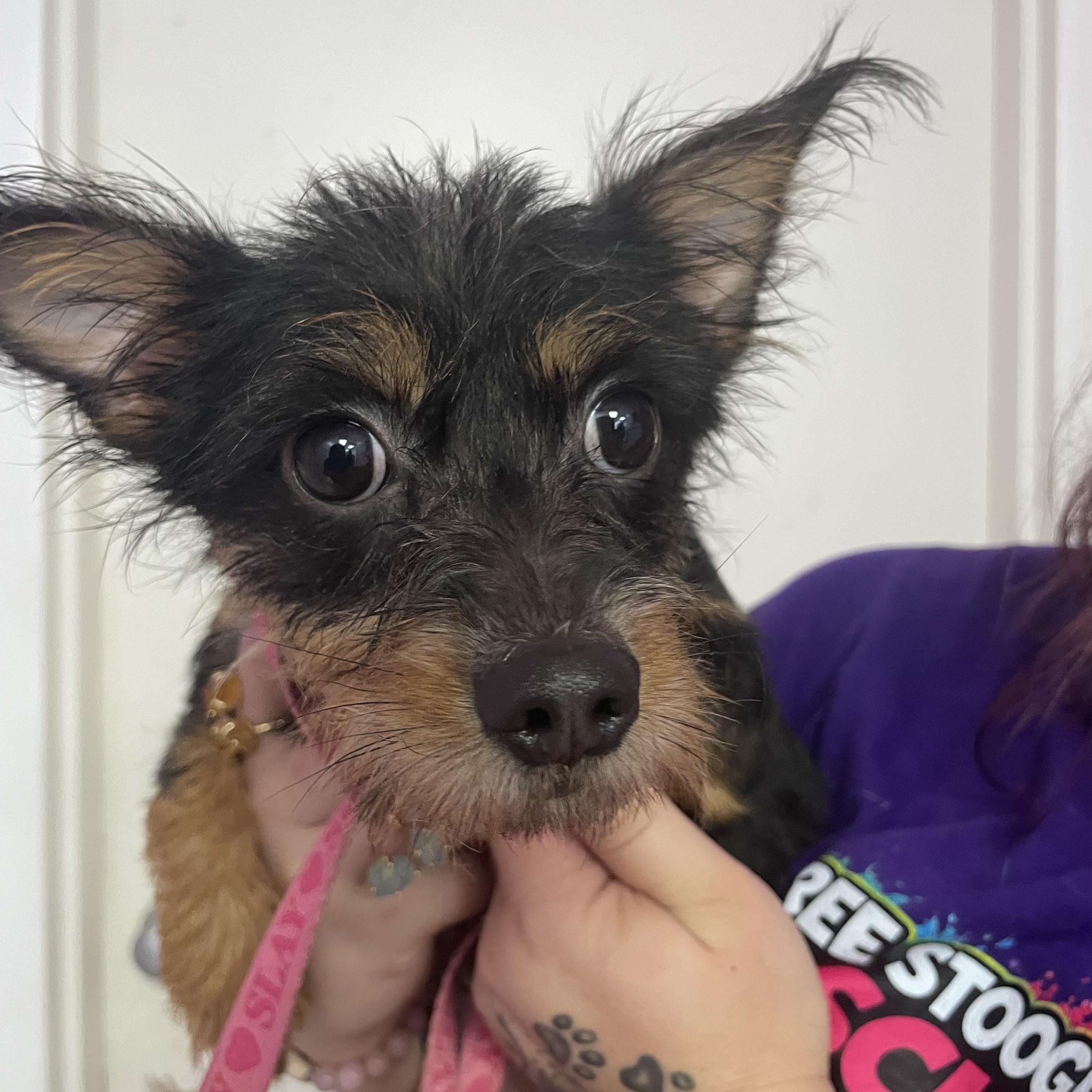 Okra, Adoptable, Young Female Terrier.