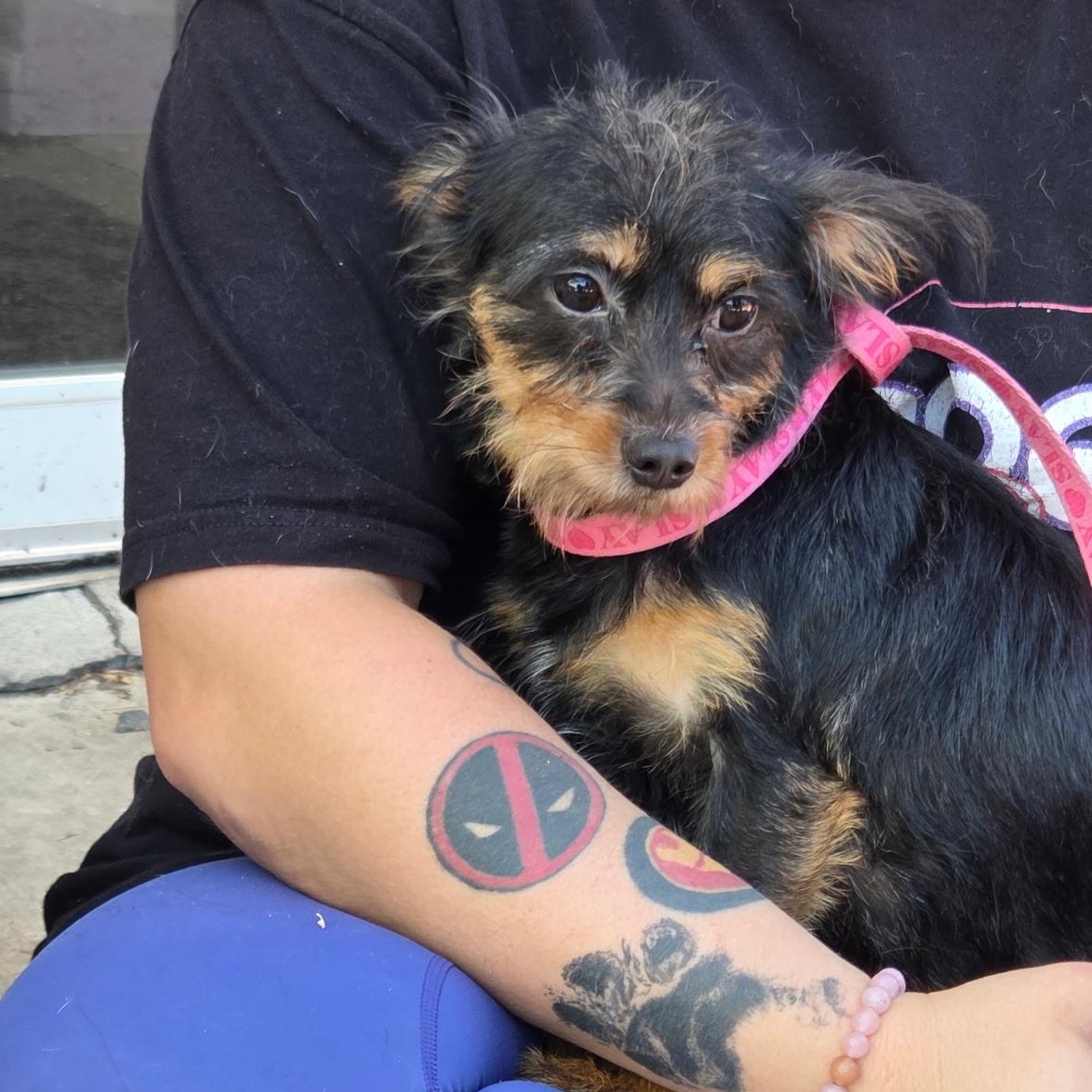 Enlarge Okra, a Adoptable mixed breed in Port Saint Lucie, FL image 4/4