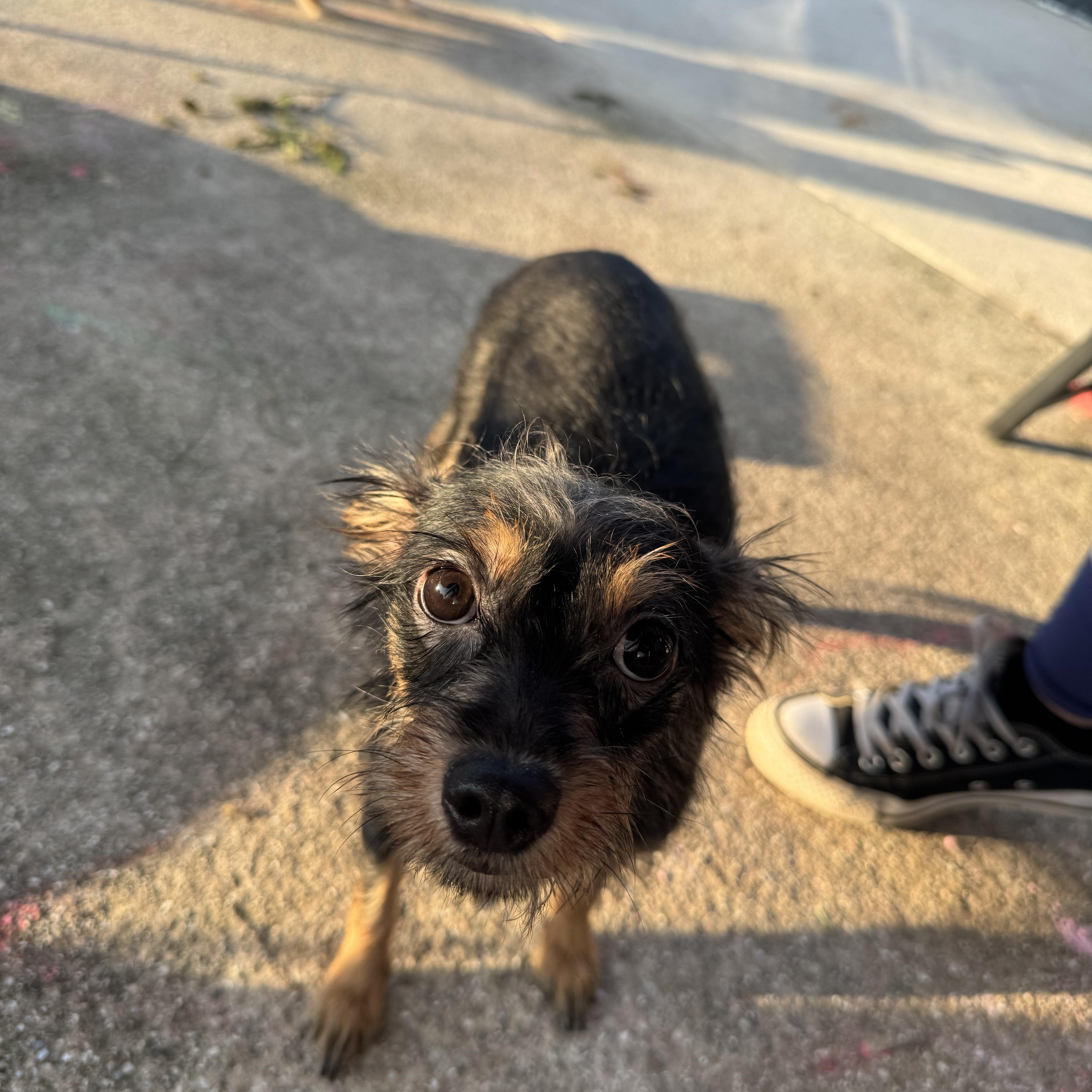 Okra, ADOPTABLE, Young Female Terrier.