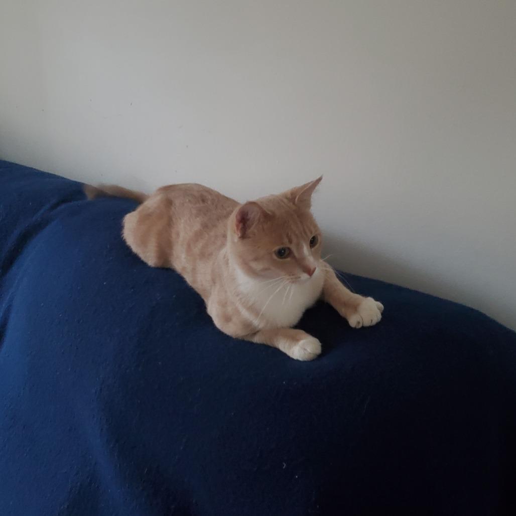 Simba, Adoptable, Young Male Domestic Short Hair.