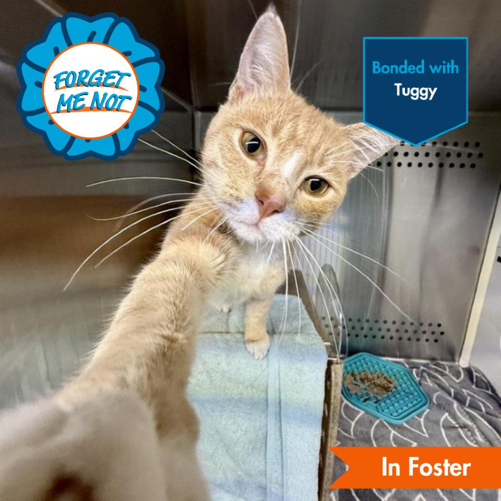 Simba, Adoptable, Young Male Domestic Short Hair.