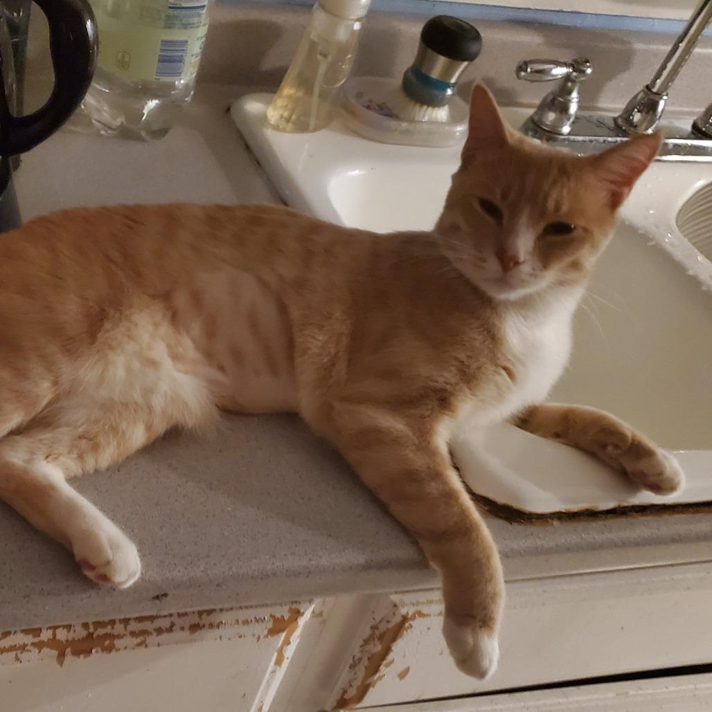 Simba, a Adoptable Domestic Short Hair in Baltimore, MD image 2/4