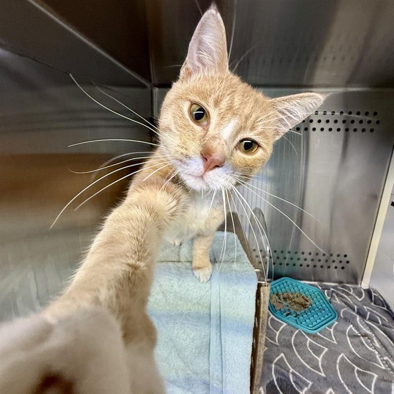 Simba, a Adoptable Domestic Short Hair in Baltimore, MD image 3/4