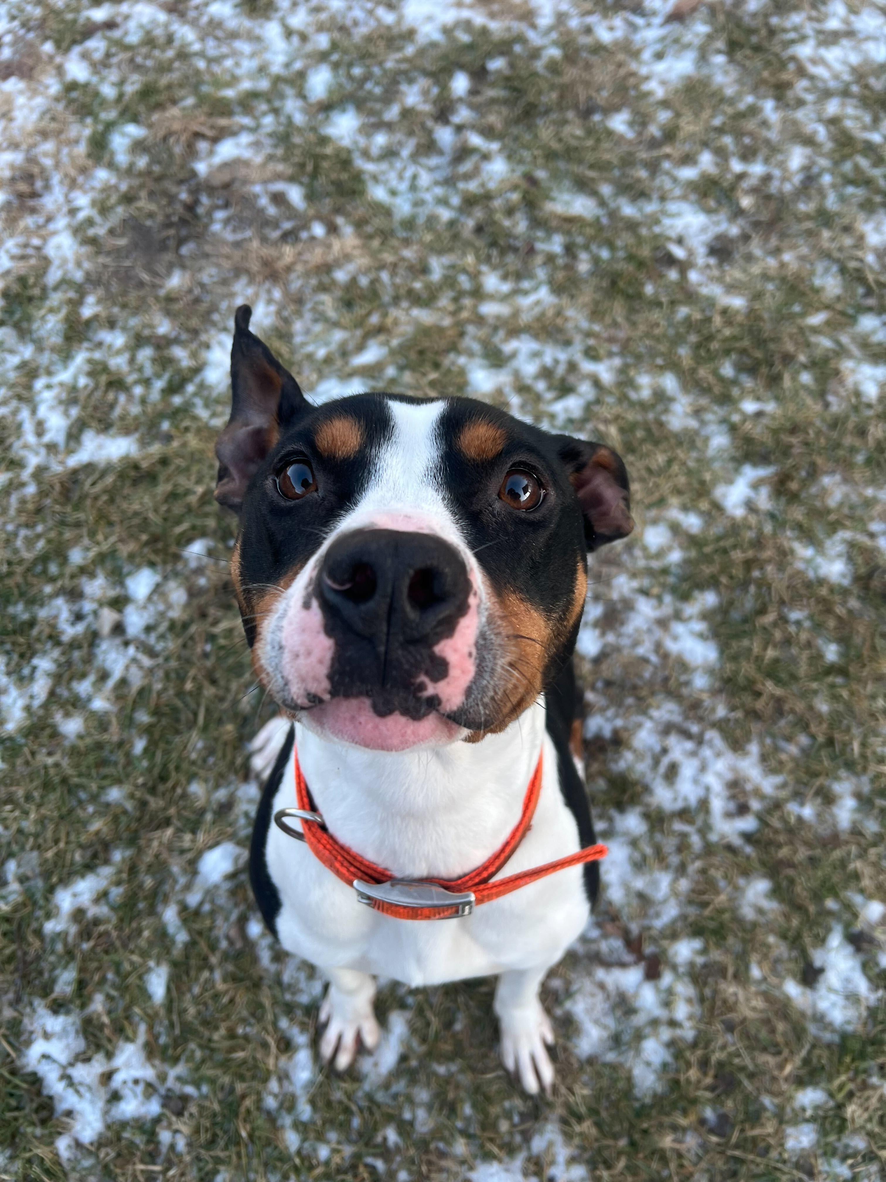 Enlarge Piper, a ADOPTABLE mixed breed in Belleville, MI image 3/5