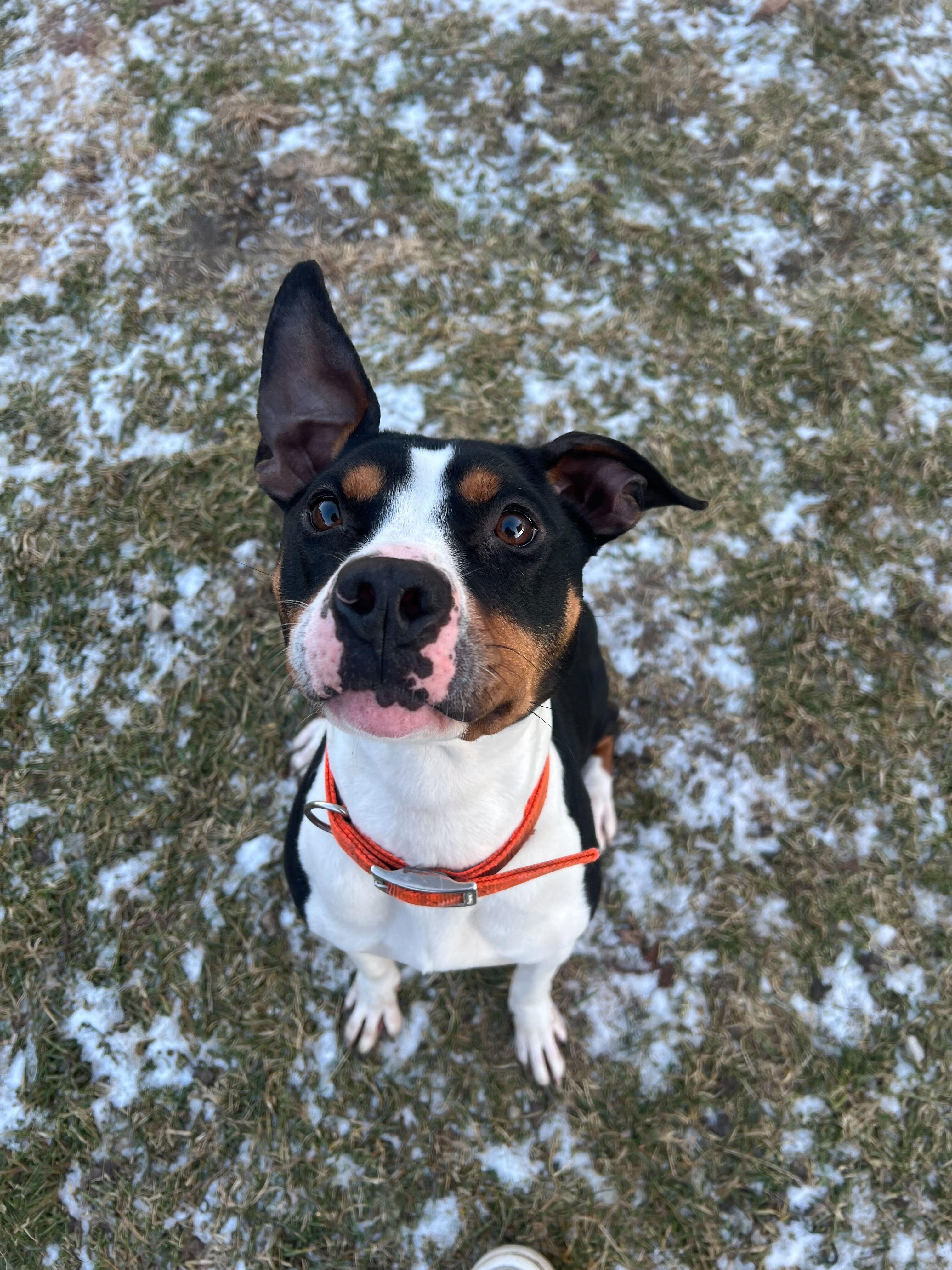 Enlarge Piper, a ADOPTABLE mixed breed in Belleville, MI image 4/5