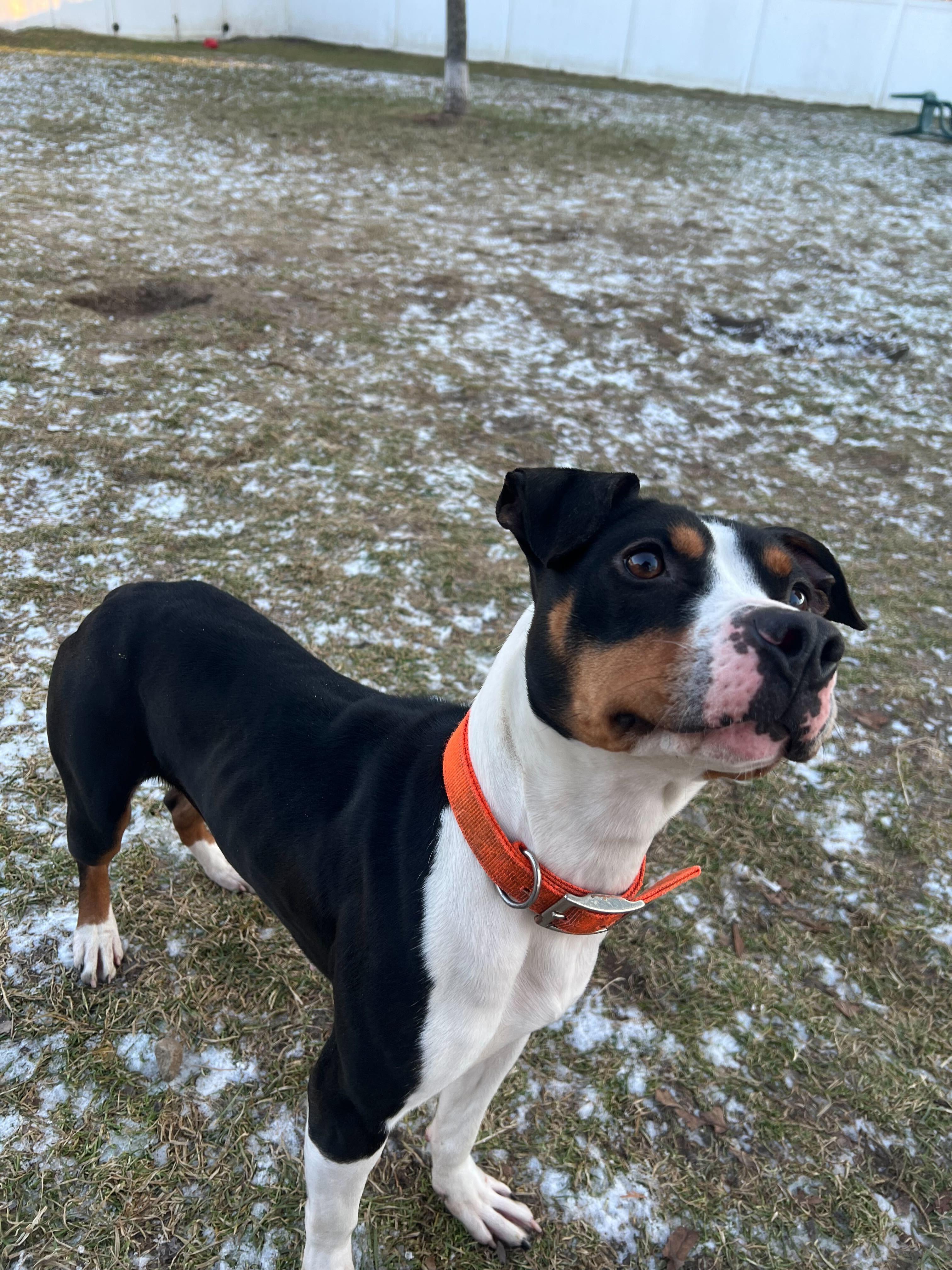 Enlarge Piper, a ADOPTABLE mixed breed in Belleville, MI image 2/5