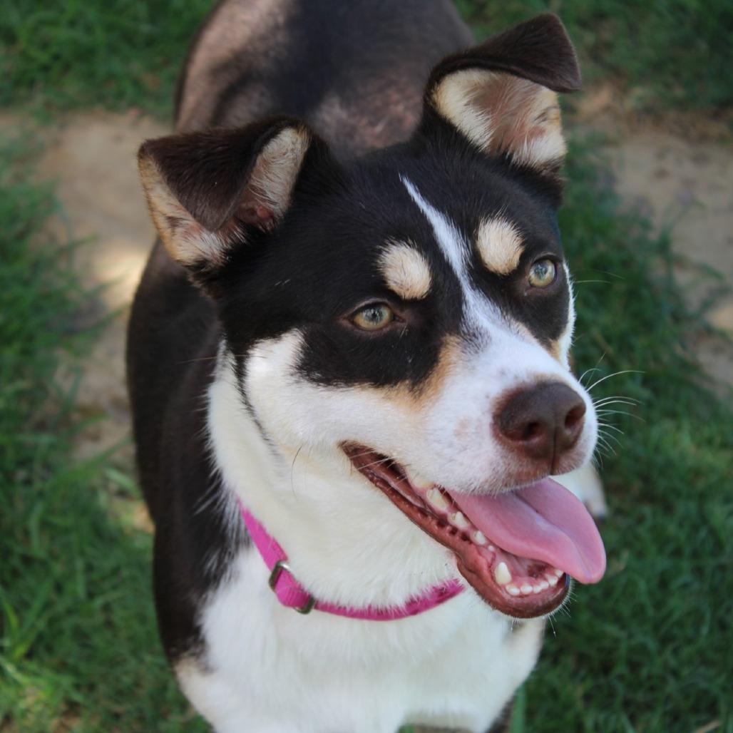 Jitterbug, Adoptable, Adult Female Rat Terrier & Australian Kelpie.