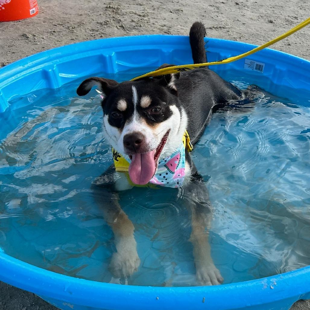 Enlarge Jitterbug, a Adoptable mixed breed in Galveston, TX image 2/6